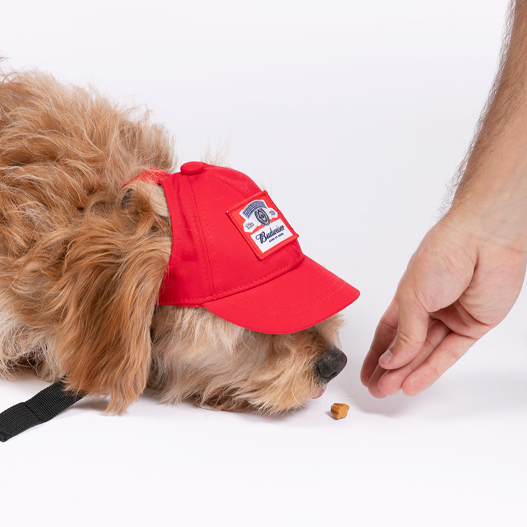 Dog in best sale baseball hat