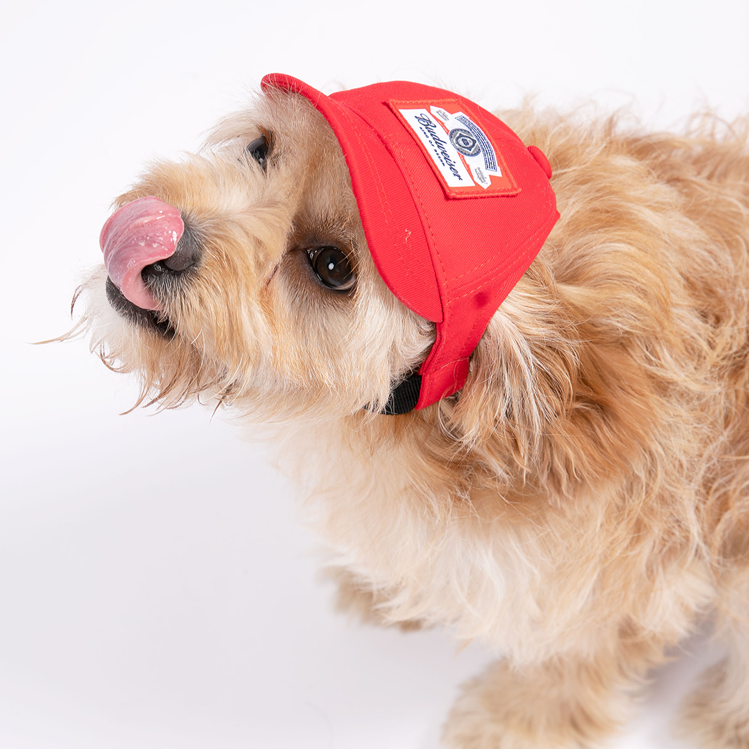 THE GOOD BUD DOG HAT Shop Beer Gear