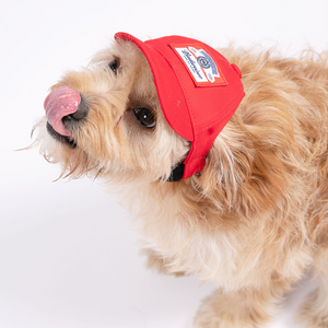 CASQUETTE BON CHIEN