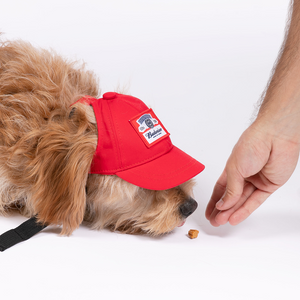 CASQUETTE BON CHIEN