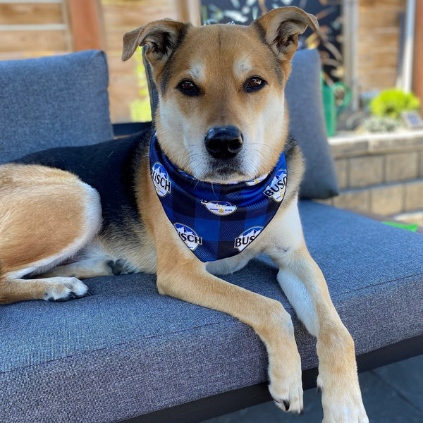 Busch Check Dog Bandana SHOP BEER GEAR
