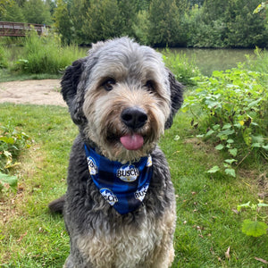 Bandana pour chien à carreaux bleus Busch